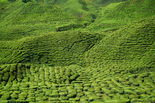 15 Must-Know Varieties of Green Tea | Ultimate Guide for 2023
